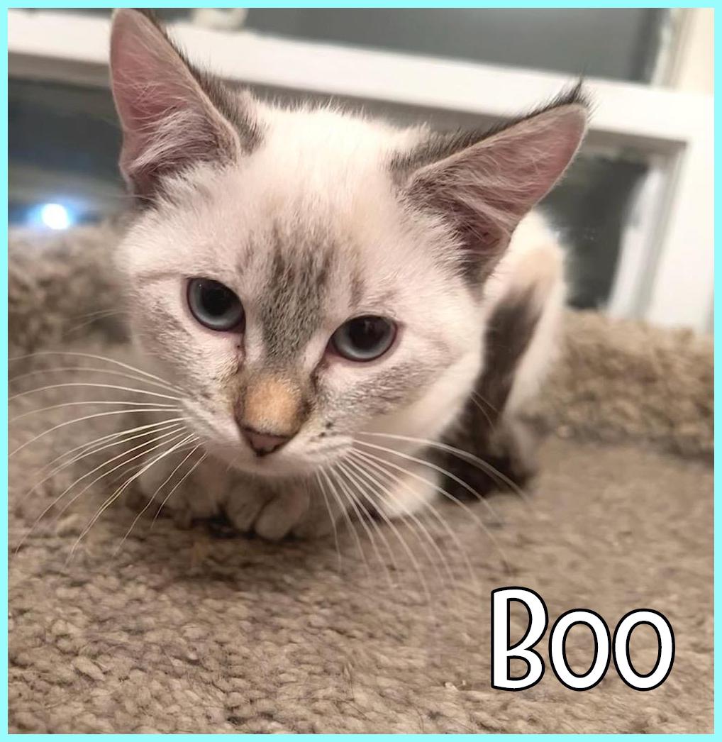 Boo, ADOPTABLE, Kitten Female Domestic Medium Hair.