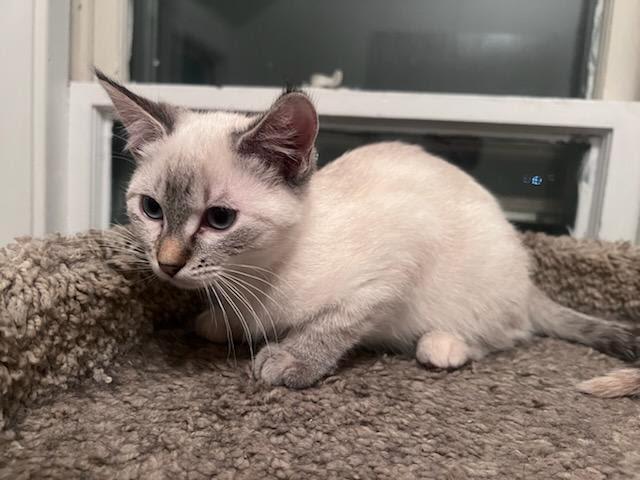Enlarge Boo, a ADOPTABLE Domestic Medium Hair in Valley City, ND image 3/3