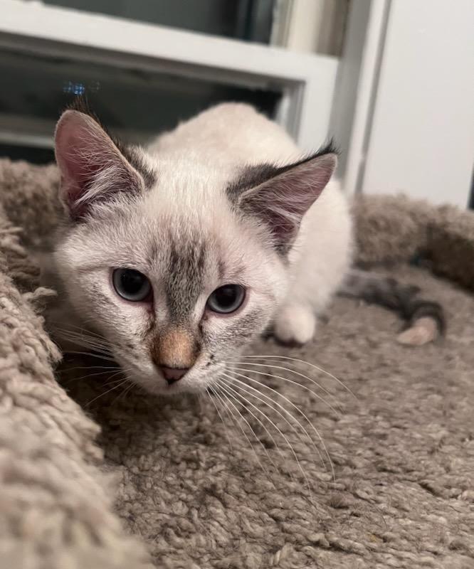 Enlarge Boo, a ADOPTABLE Domestic Medium Hair in Valley City, ND image 2/3