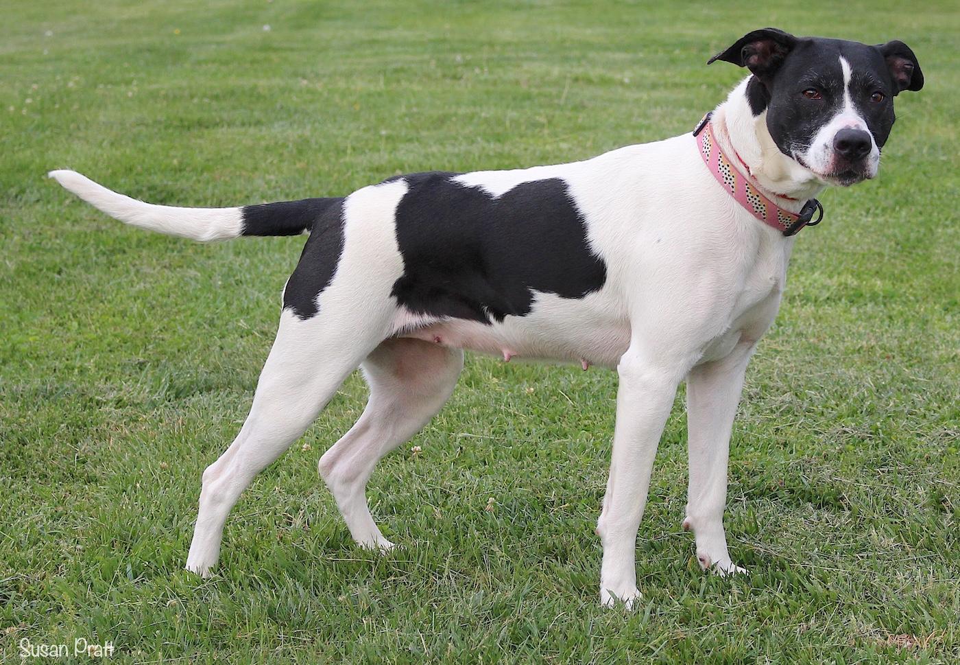 Enlarge Nala, a ADOPTABLE mixed breed in Bedford, VA image 3/3