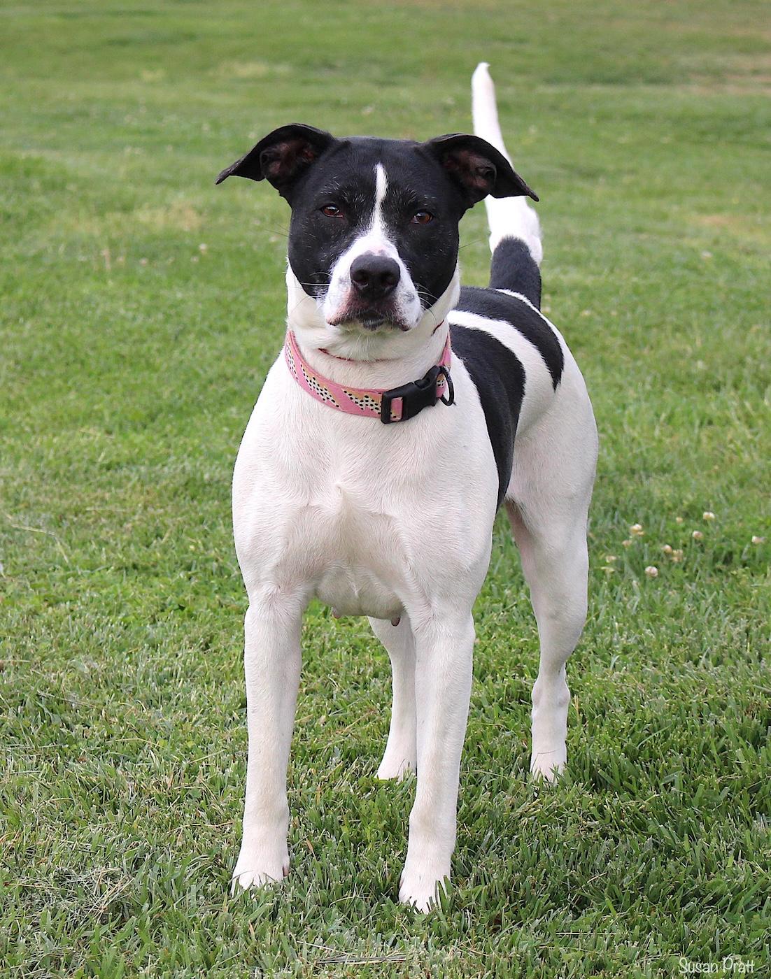 Enlarge Nala, a ADOPTABLE mixed breed in Bedford, VA image 2/3