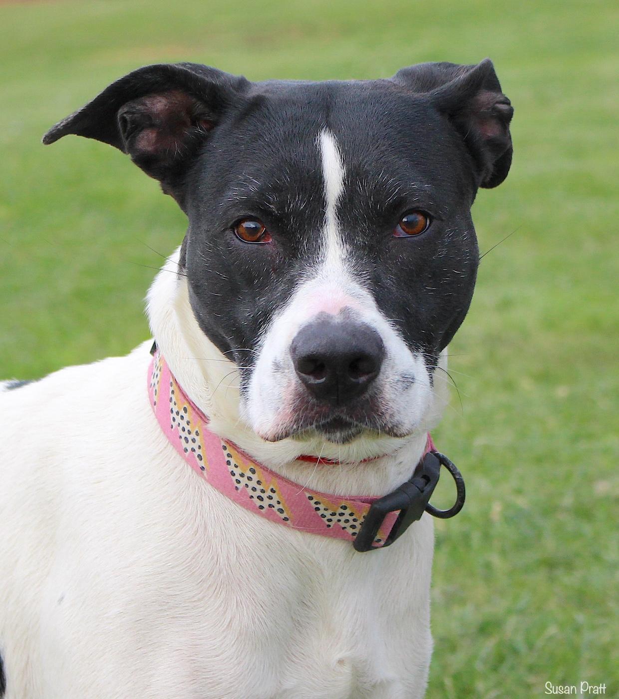 Enlarge Nala, a ADOPTABLE mixed breed in Bedford, VA image 1/3