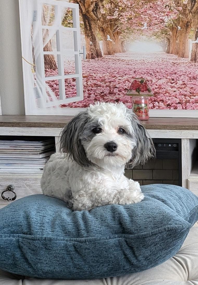 Care Bear, an adopted Bernedoodle in Sarasota, FL image 4/5