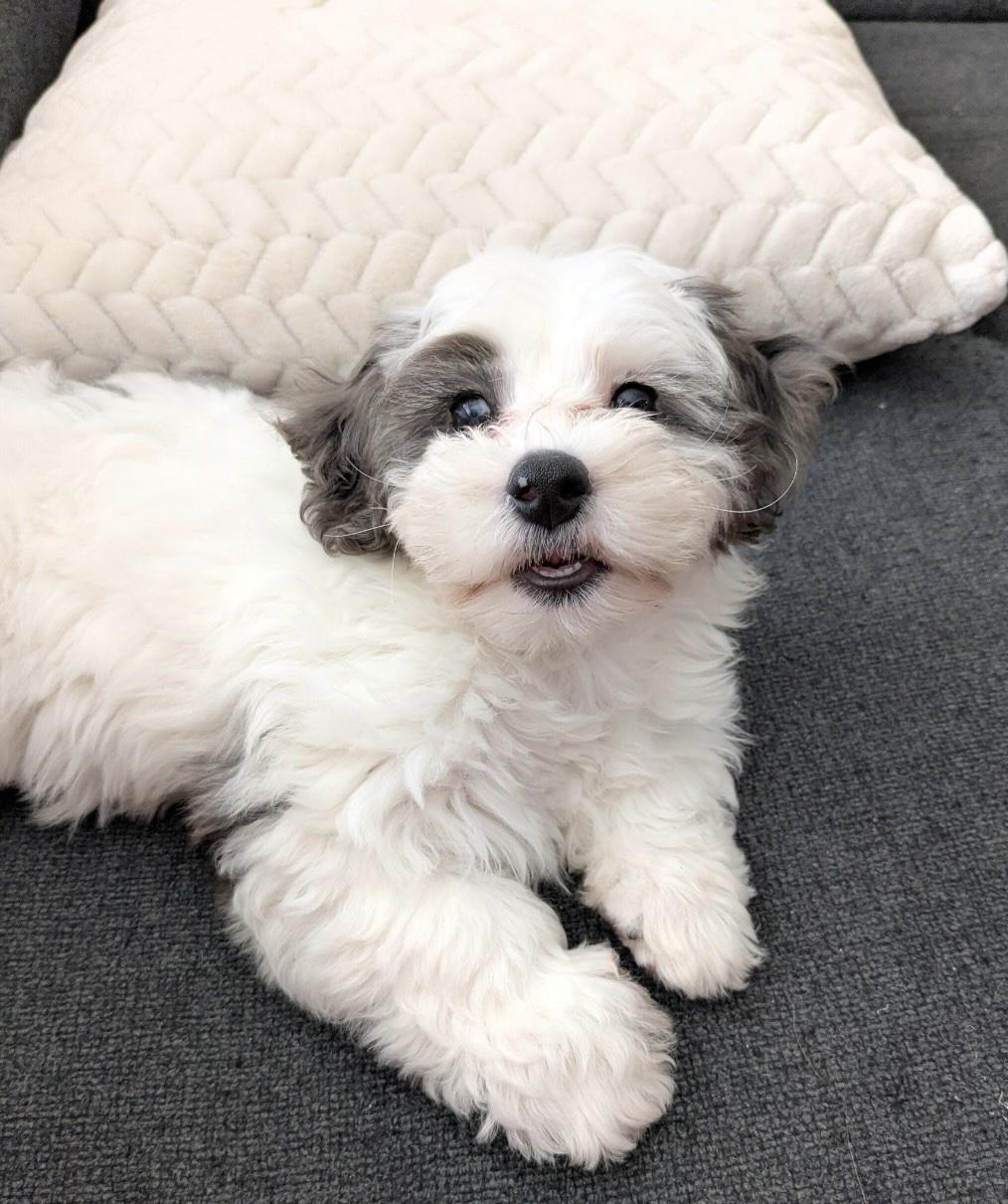 Care Bear, adopted, Young Female Bernedoodle.