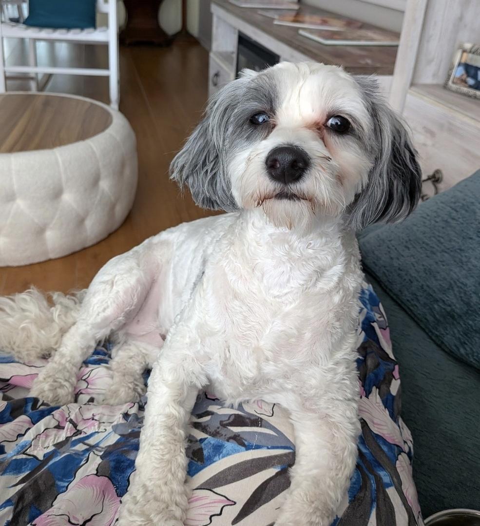 Care Bear, an adopted Bernedoodle in Sarasota, FL image 2/5