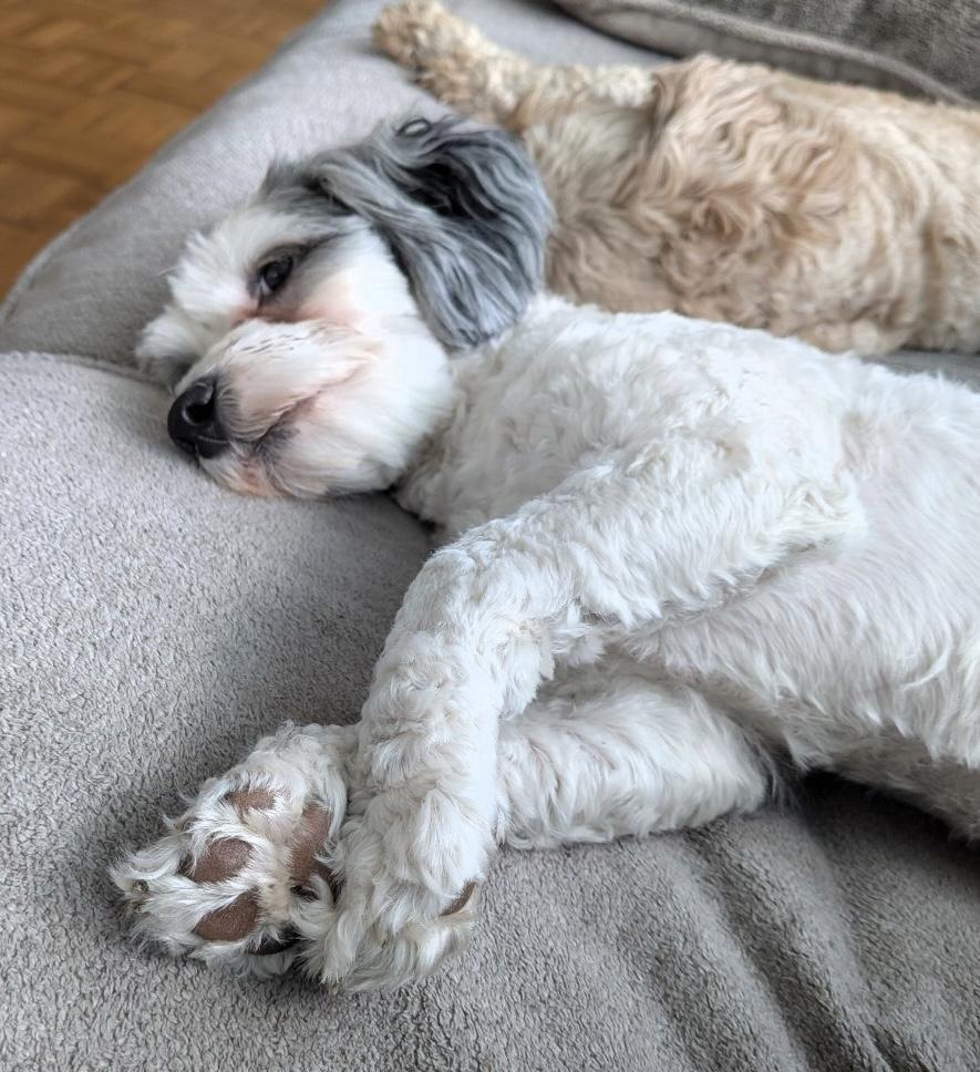 Care Bear, an adopted Bernedoodle in Sarasota, FL image 3/5