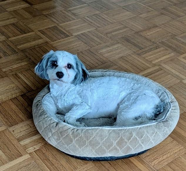 Care Bear, an adopted Bernedoodle in Sarasota, FL image 5/5
