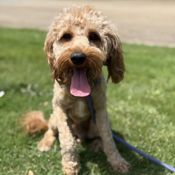 Benji, ADOPTABLE, Young Male Cavapoo.