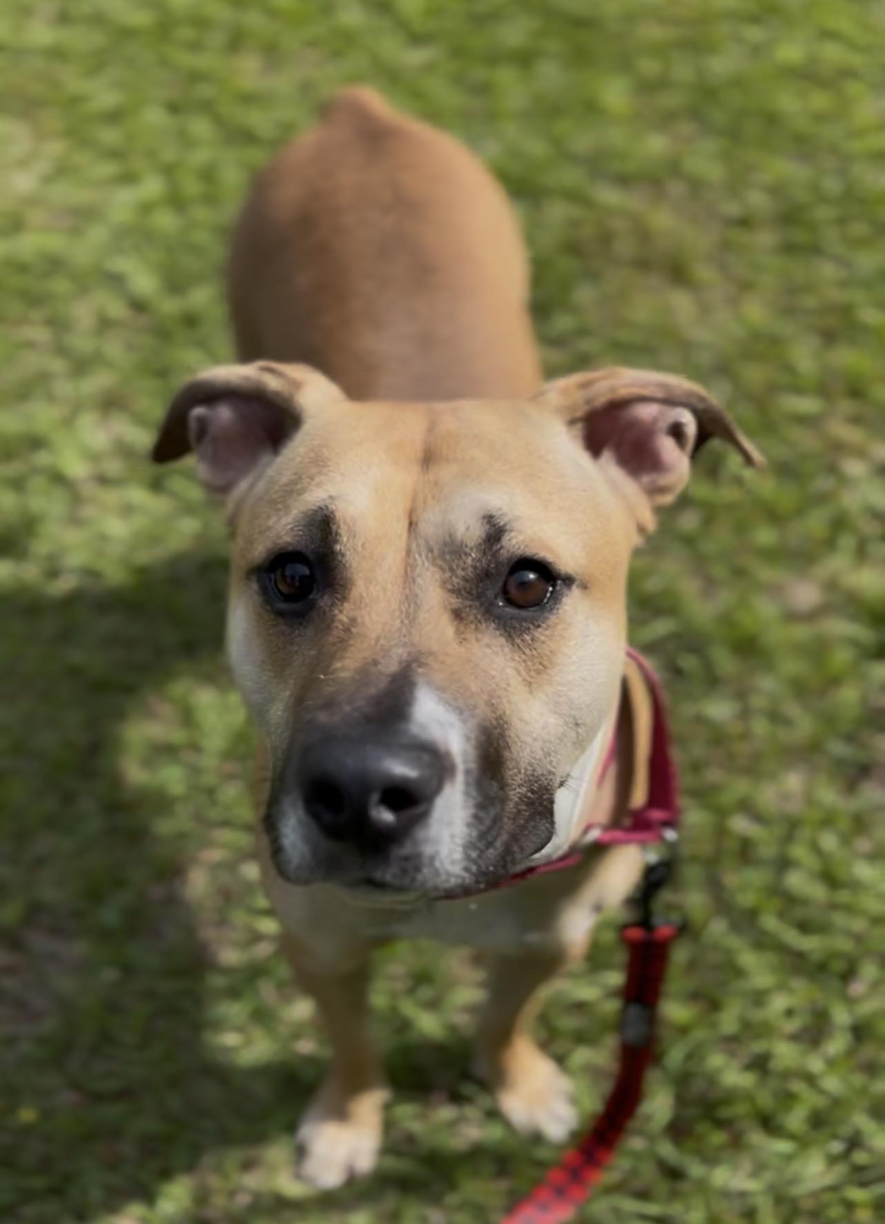 Twizzler, a ADOPTABLE Mixed Breed in Charleston, SC image 3/6