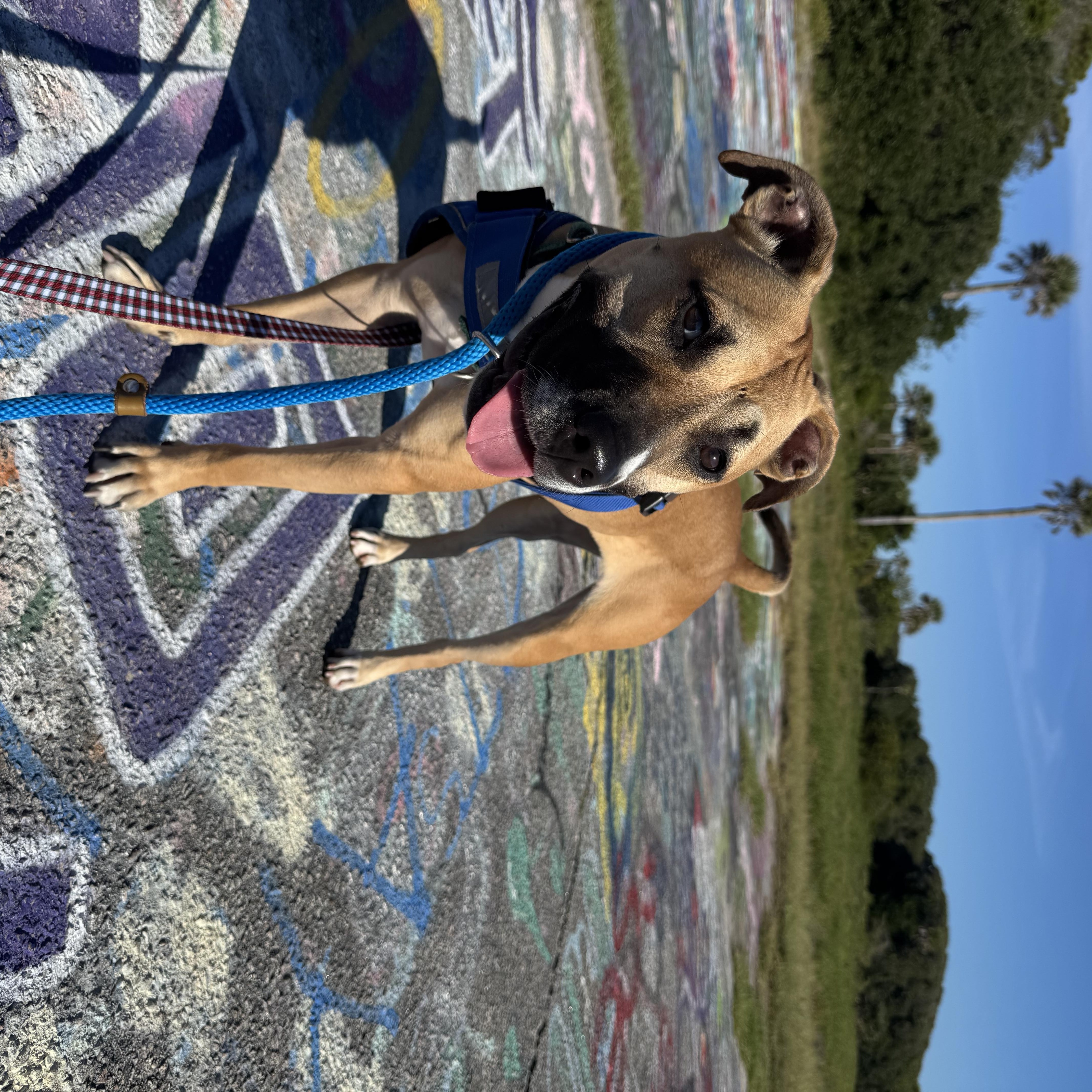 Enlarge Twizzler, a Adoptable Mixed Breed in Charleston, SC image 4/5