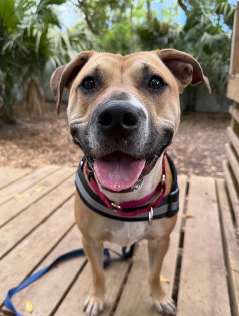 Twizzler, a ADOPTABLE Mixed Breed in Charleston, SC image 6/6