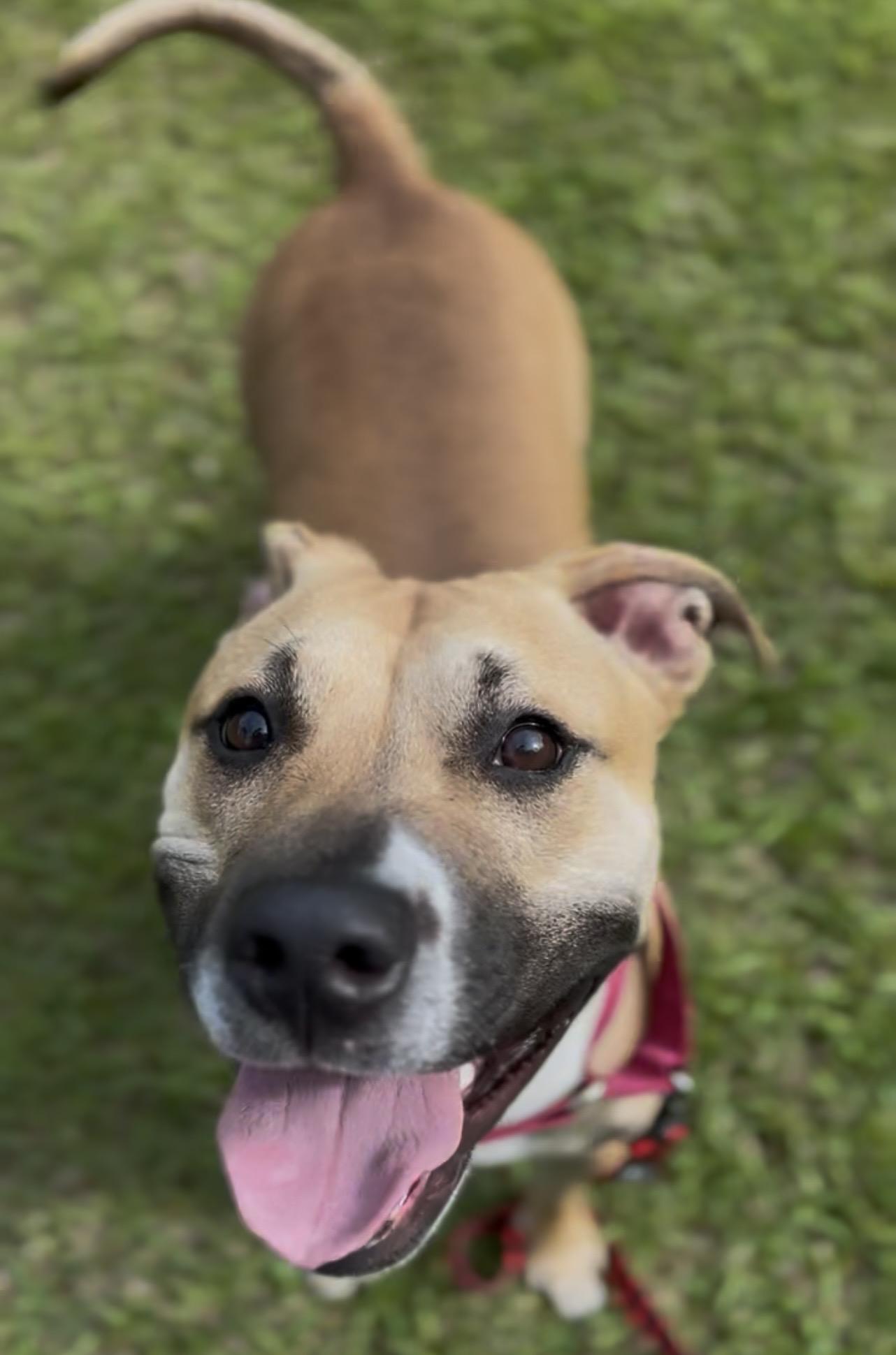 Twizzler, a ADOPTABLE Mixed Breed in Charleston, SC image 5/6