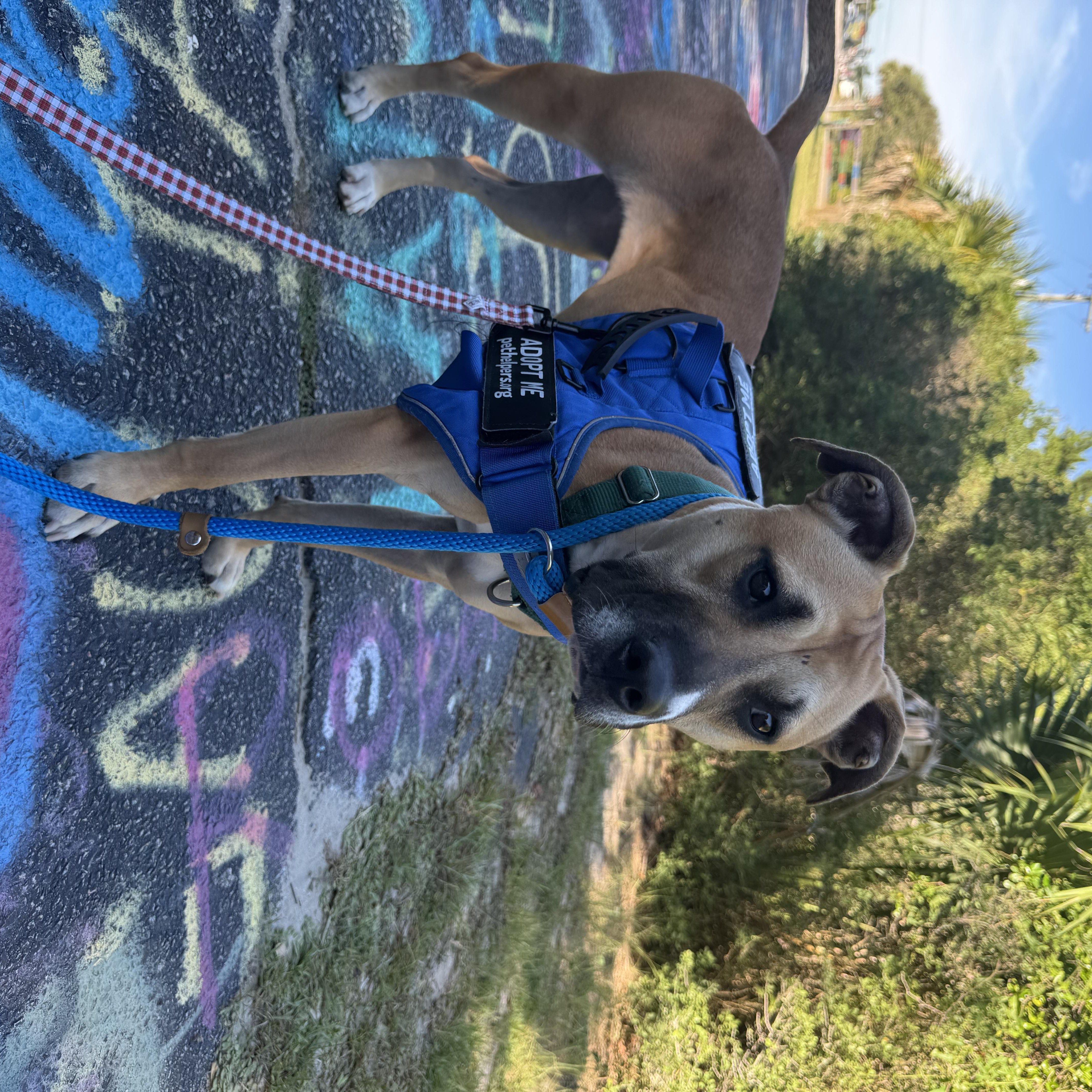 Enlarge Twizzler, a Adoptable Mixed Breed in Charleston, SC image 5/5