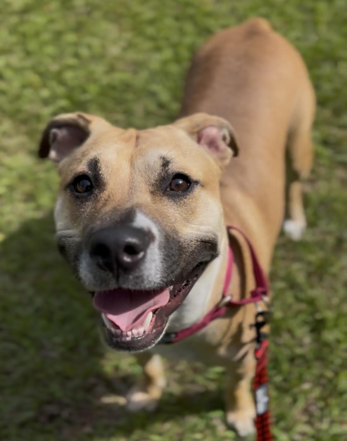 Twizzler, ADOPTABLE, Young Female Mixed Breed.