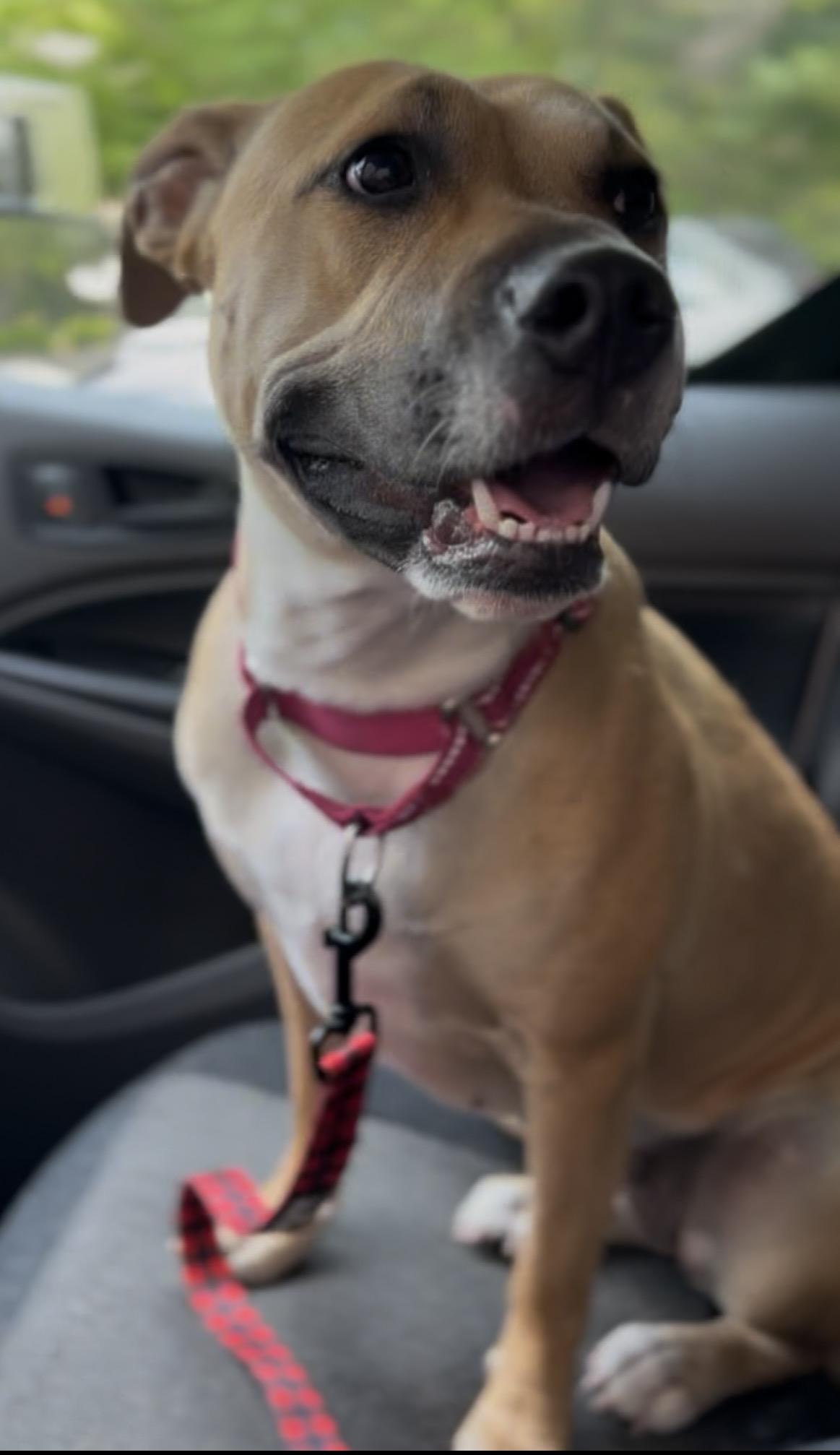 Twizzler, a ADOPTABLE Mixed Breed in Charleston, SC image 4/6