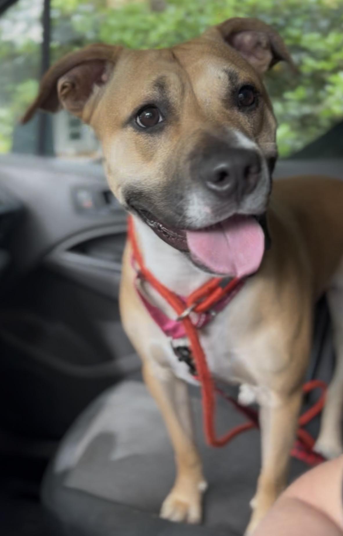Twizzler, a ADOPTABLE Mixed Breed in Charleston, SC image 2/6