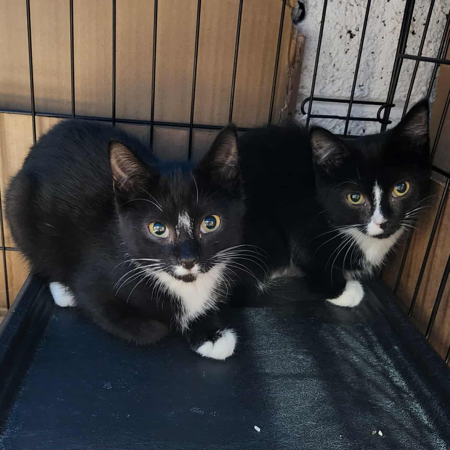 Ozzy & Sharon, Adoptable, Young Male Domestic Short Hair.