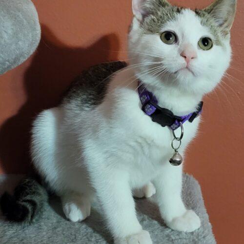 Charlene Chevy Chevelle, Adoptable, Kitten Female Domestic Short Hair.