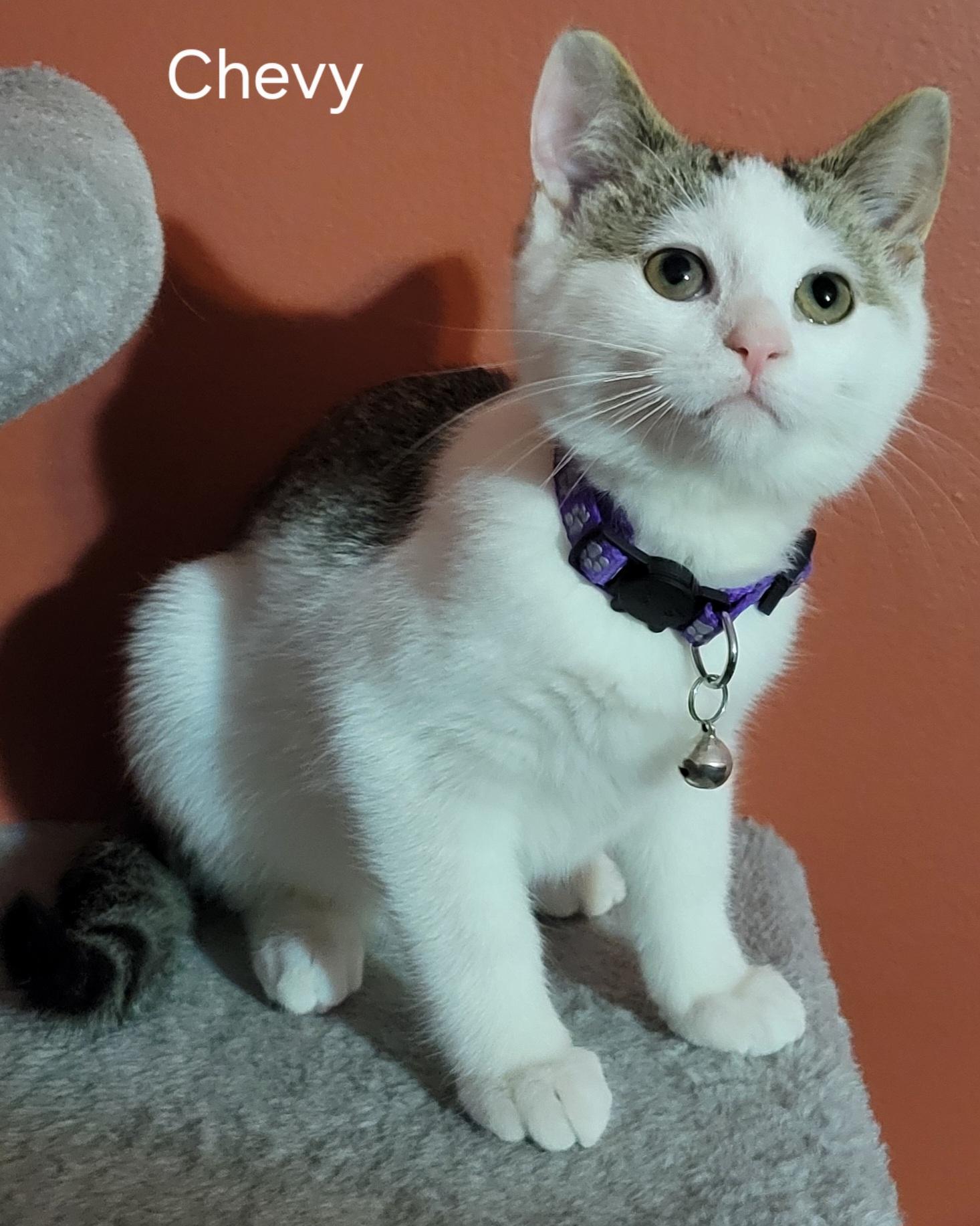 Charlene Chevy Chevelle, a Adoptable Domestic Short Hair in Canal Winchester, OH image 2/3