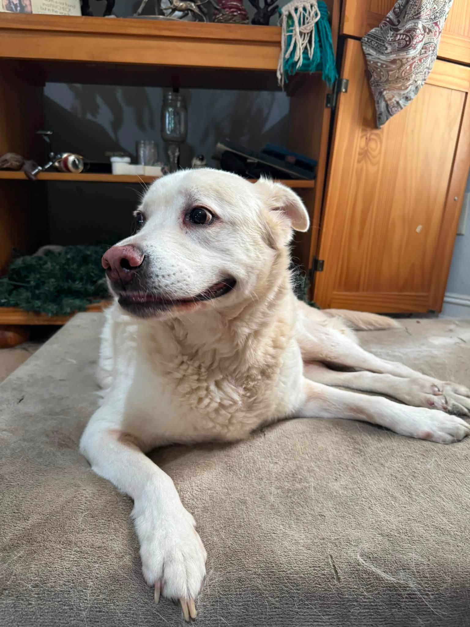 Jax, an adopted mixed breed in New Smyrna Beach, FL image 2/4