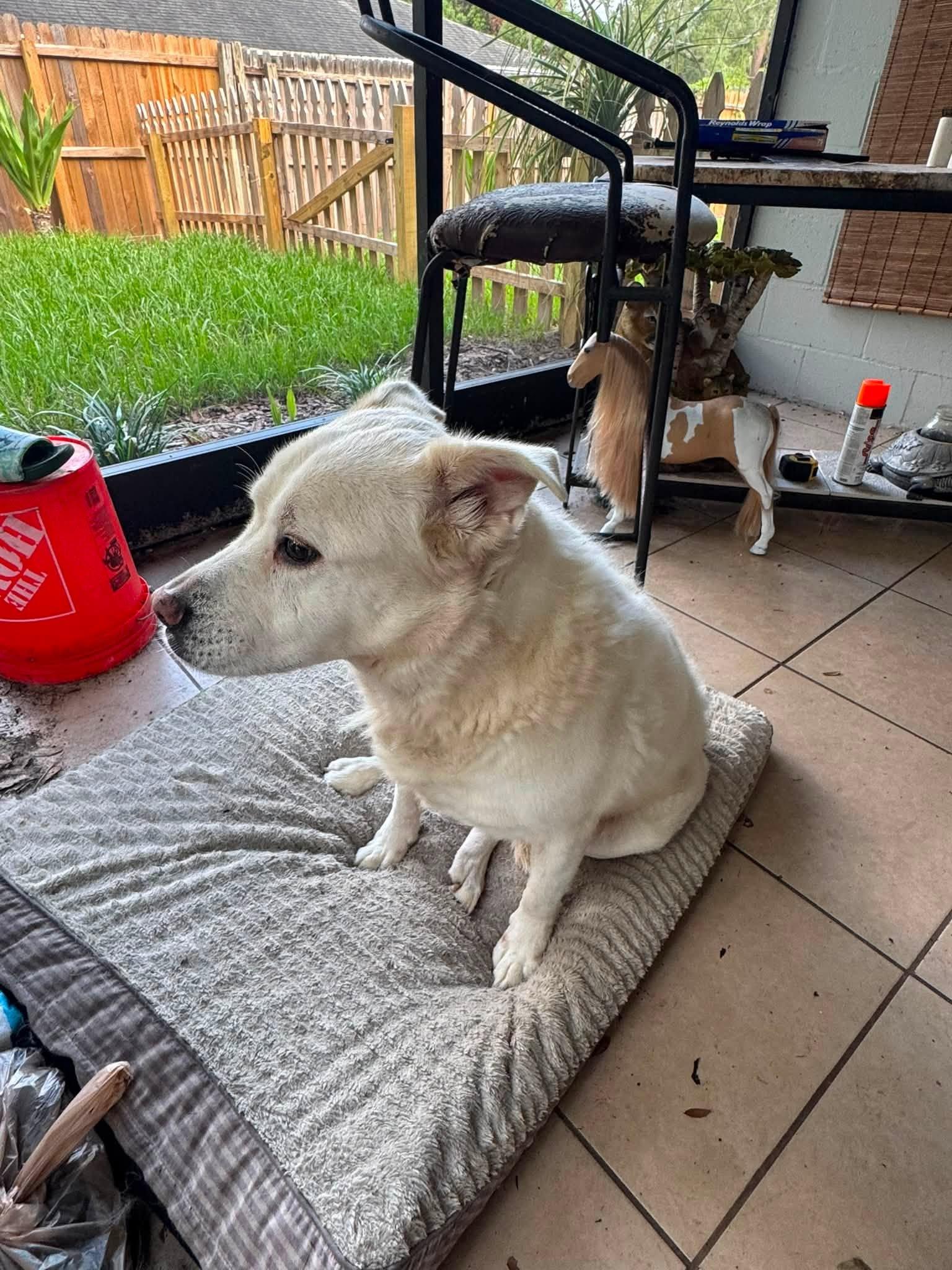 Jax, an adopted mixed breed in New Smyrna Beach, FL image 4/4