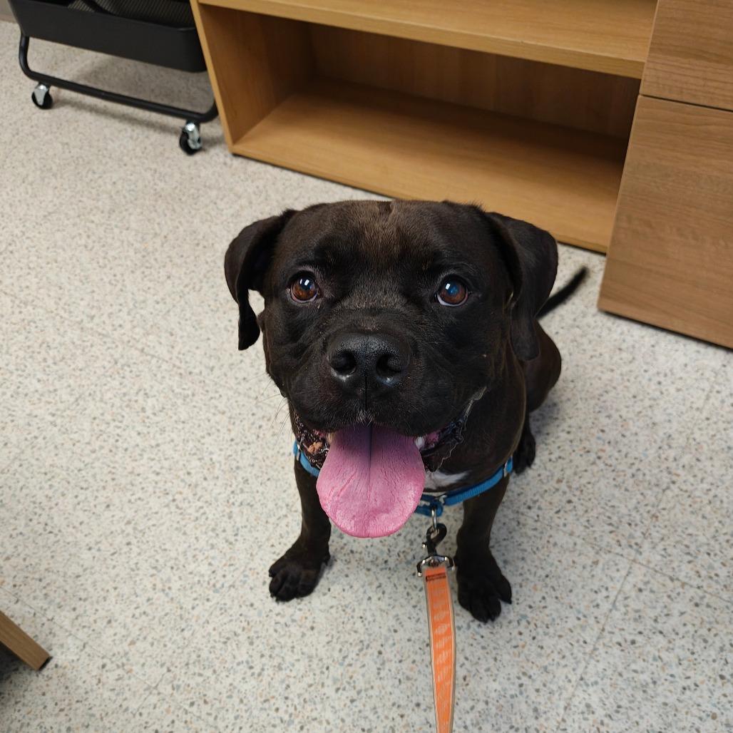 Doby, Adoptable, Adult Male Mixed Breed.