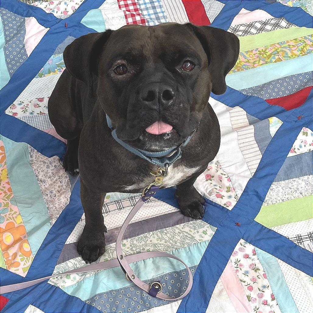 Doby, Adoptable, Adult Male Mixed Breed.