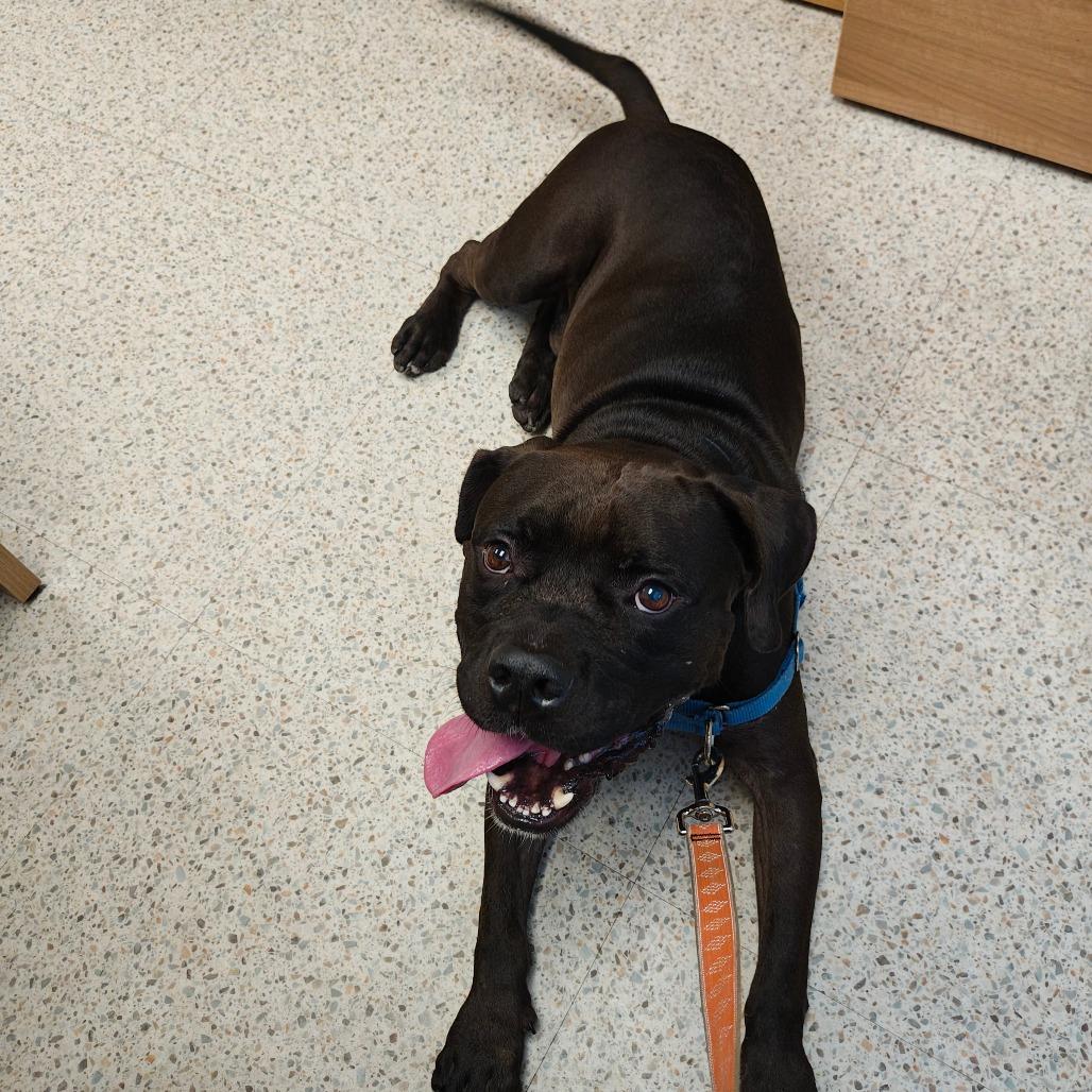 Enlarge Doby, a Adoptable Mixed Breed in Sarasota, FL image 3/6