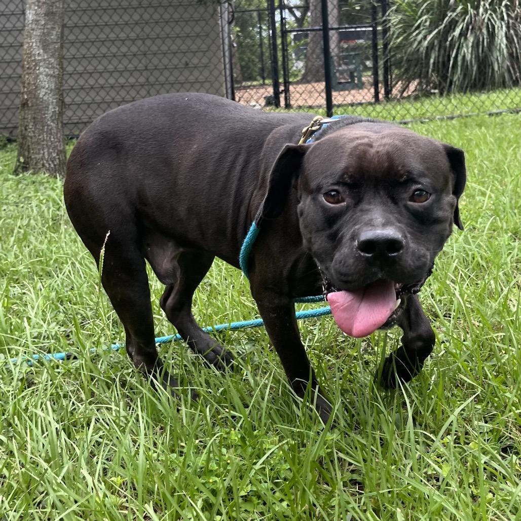 Enlarge Doby, a Adoptable Mixed Breed in Sarasota, FL image 6/6
