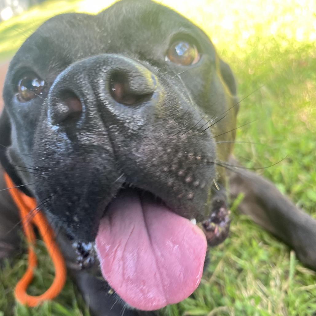 Enlarge Doby, a Adoptable Mixed Breed in Sarasota, FL image 6/6