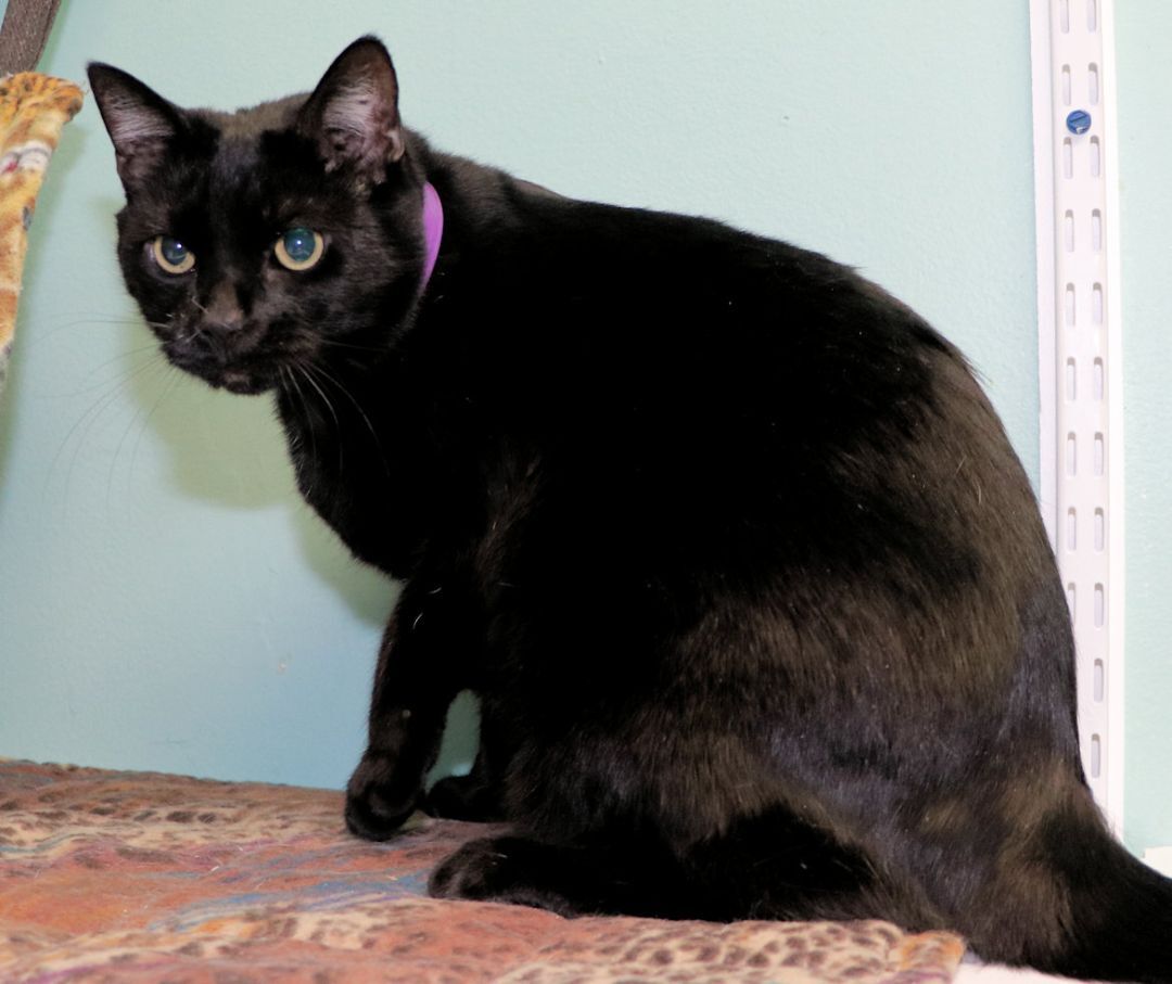Enlarge Phantom, a Adoptable Domestic Short Hair in Cincinnati, OH image 2/2
