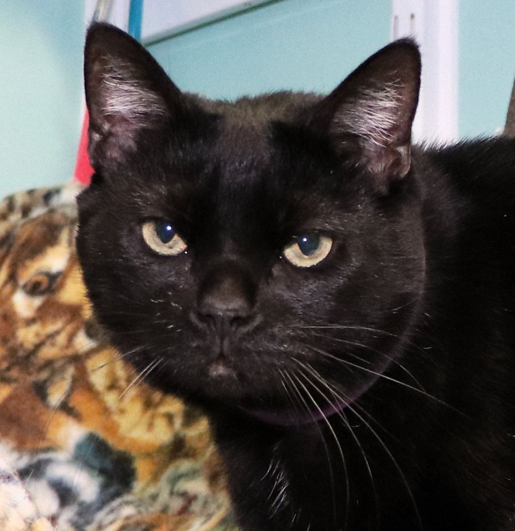 Enlarge Phantom, a Adoptable Domestic Short Hair in Cincinnati, OH image 1/2