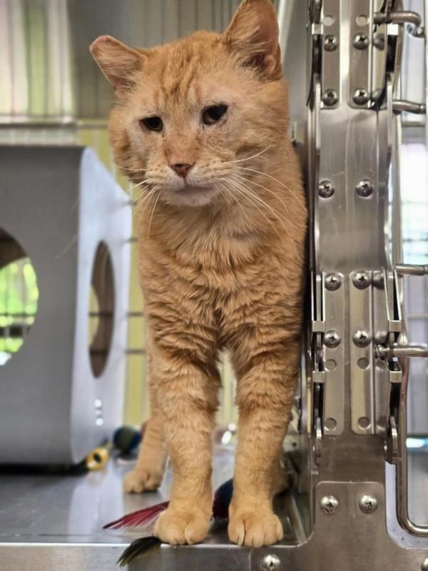 Enlarge Paudie, a Adoptable mixed breed in Vancouver, WA image 1/2