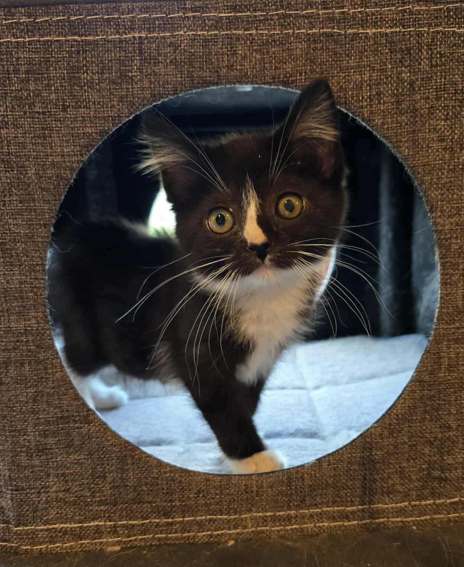*Roscoe Claire, Baby Female unknown