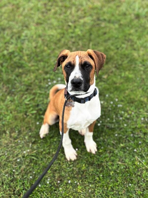 Clark Gable, Adoptable, Puppy Male Boxer & Mixed Breed.