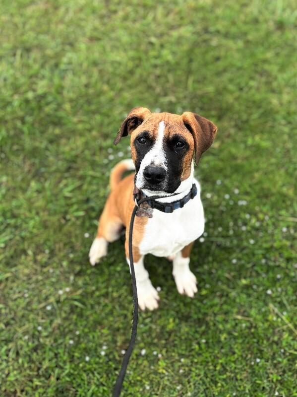 Enlarge Clark Gable, a Adoptable mixed breed in Berkeley Heights, NJ image 2/6
