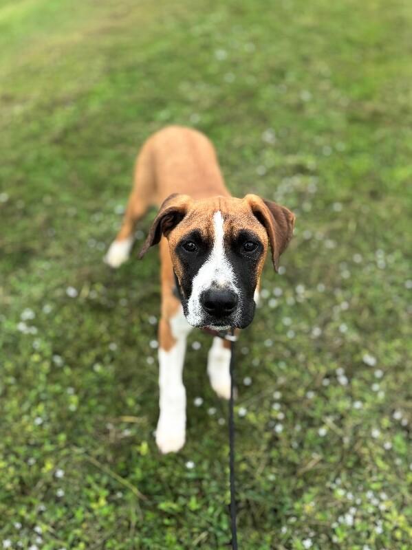 Enlarge Clark Gable, a Adoptable mixed breed in Berkeley Heights, NJ image 3/6