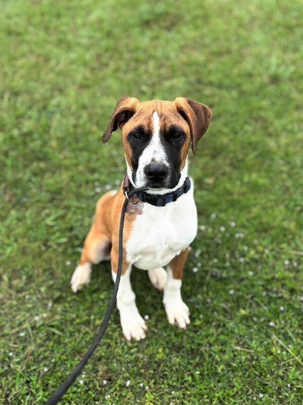 Enlarge Clark Gable, a Adoptable mixed breed in Berkeley Heights, NJ image 4/6