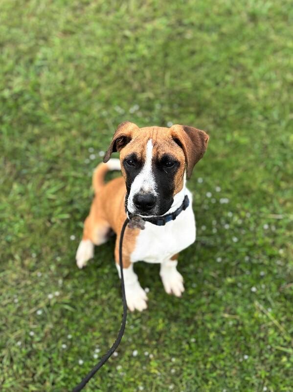 Enlarge Clark Gable, a Adoptable mixed breed in Berkeley Heights, NJ image 5/6