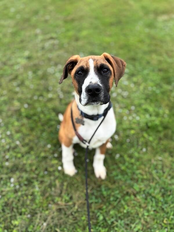Enlarge Clark Gable, a Adoptable mixed breed in Berkeley Heights, NJ image 6/6