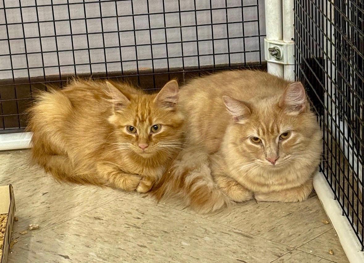 Enlarge Oliver, a ADOPTABLE Domestic Medium Hair in Frederick, MD image 2/3