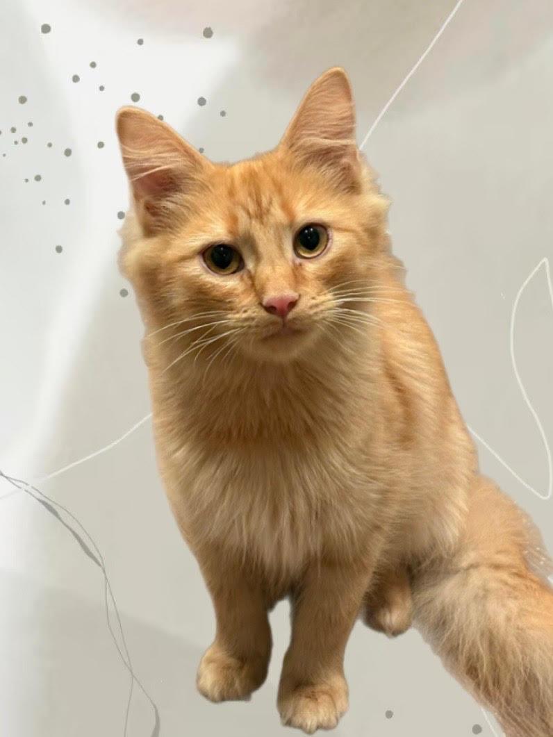 Enlarge Oliver, a ADOPTABLE Domestic Medium Hair in Frederick, MD image 3/3