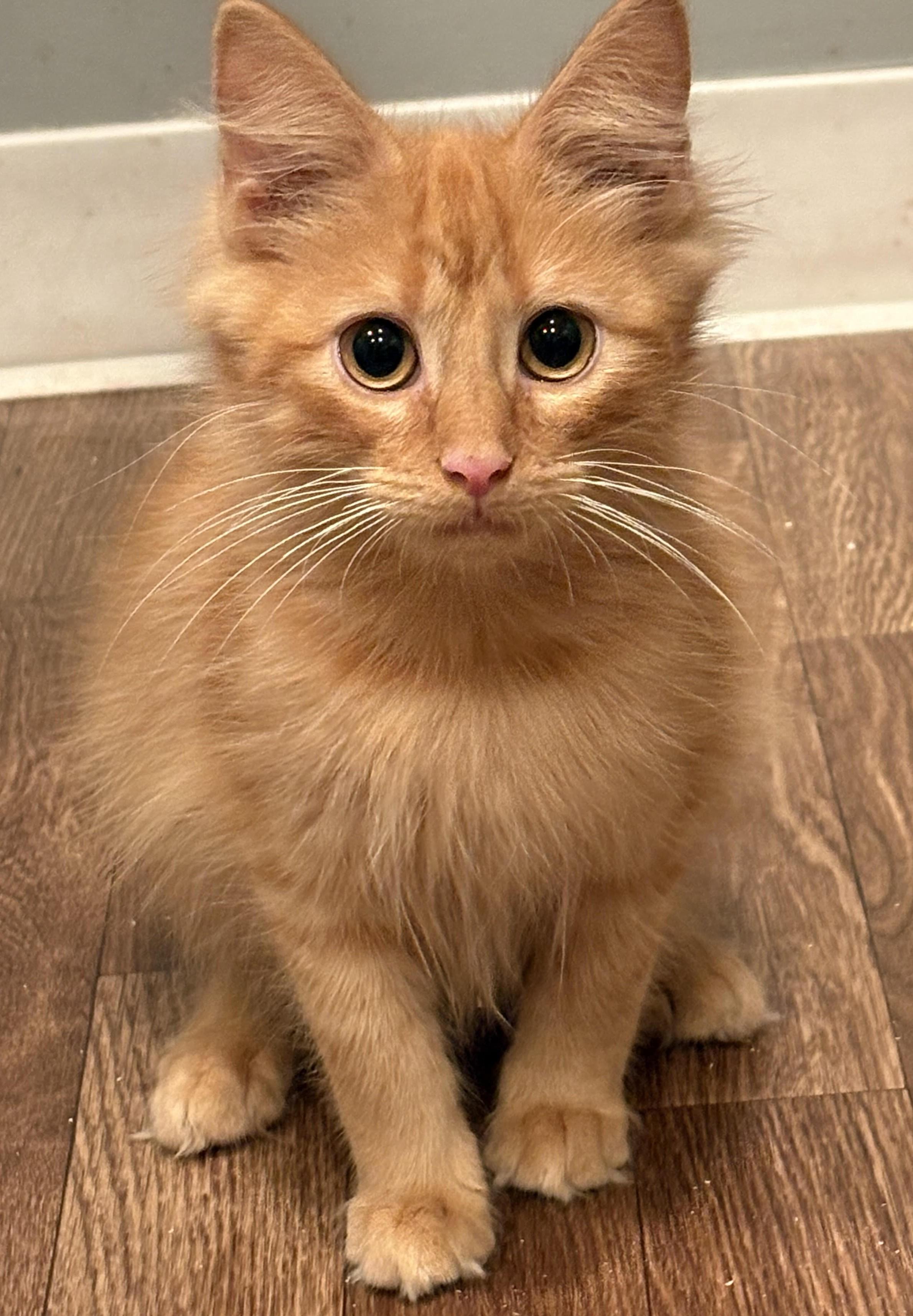 Oliver, ADOPTABLE, Kitten Male Domestic Medium Hair.