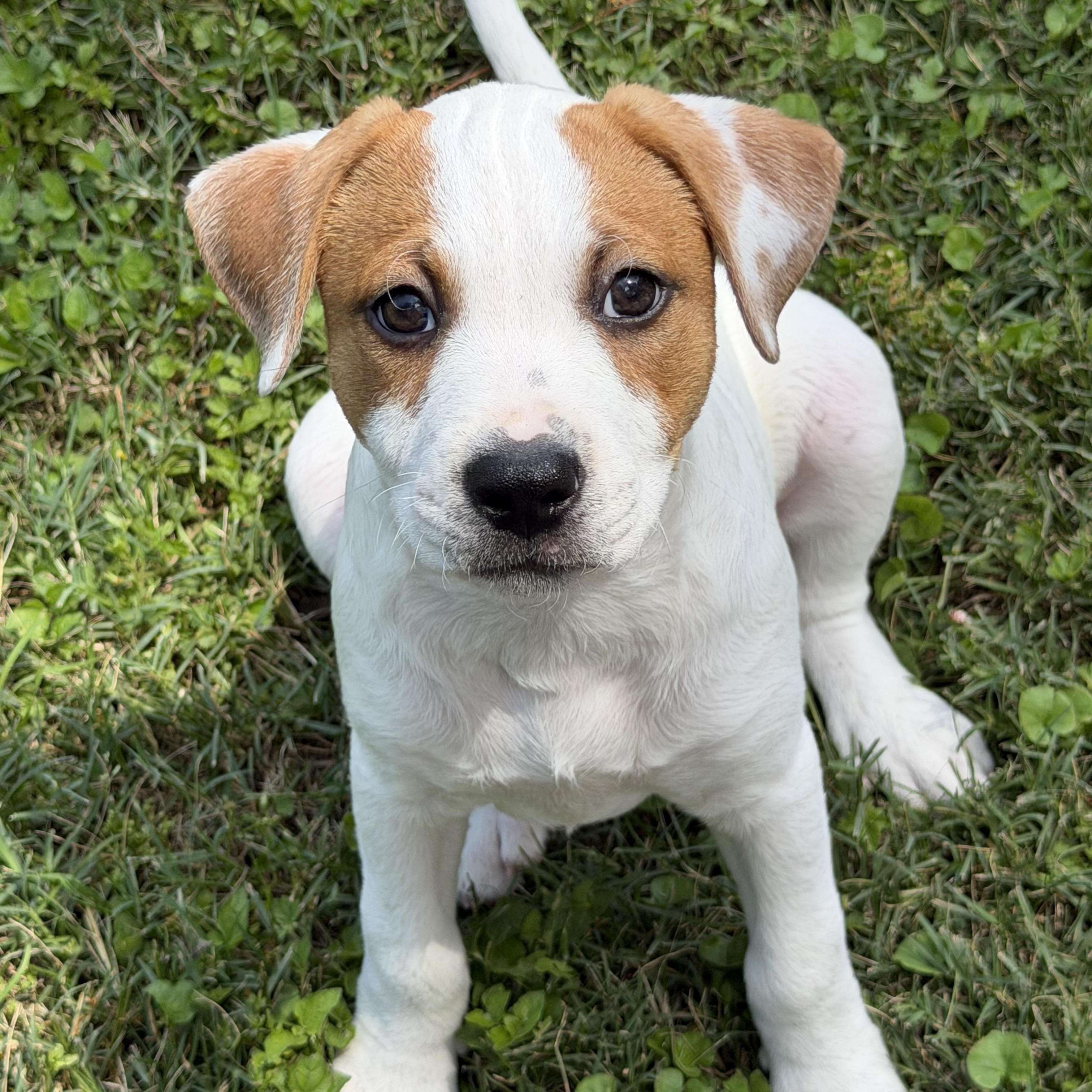Enlarge Velvet, a Adoptable mixed breed in Georgetown, TX image 2/4