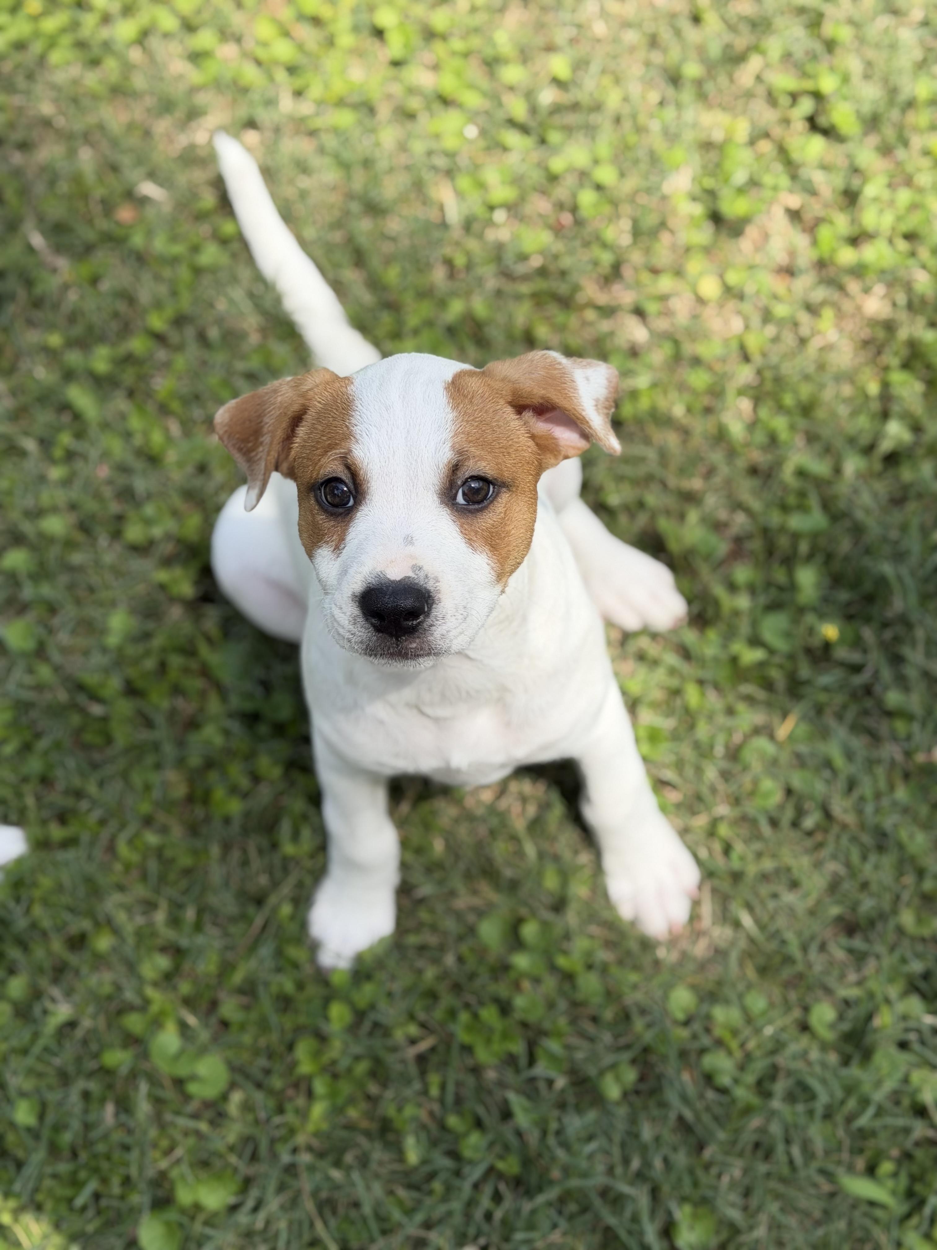 Enlarge Velvet, a Adoptable mixed breed in Georgetown, TX image 4/4