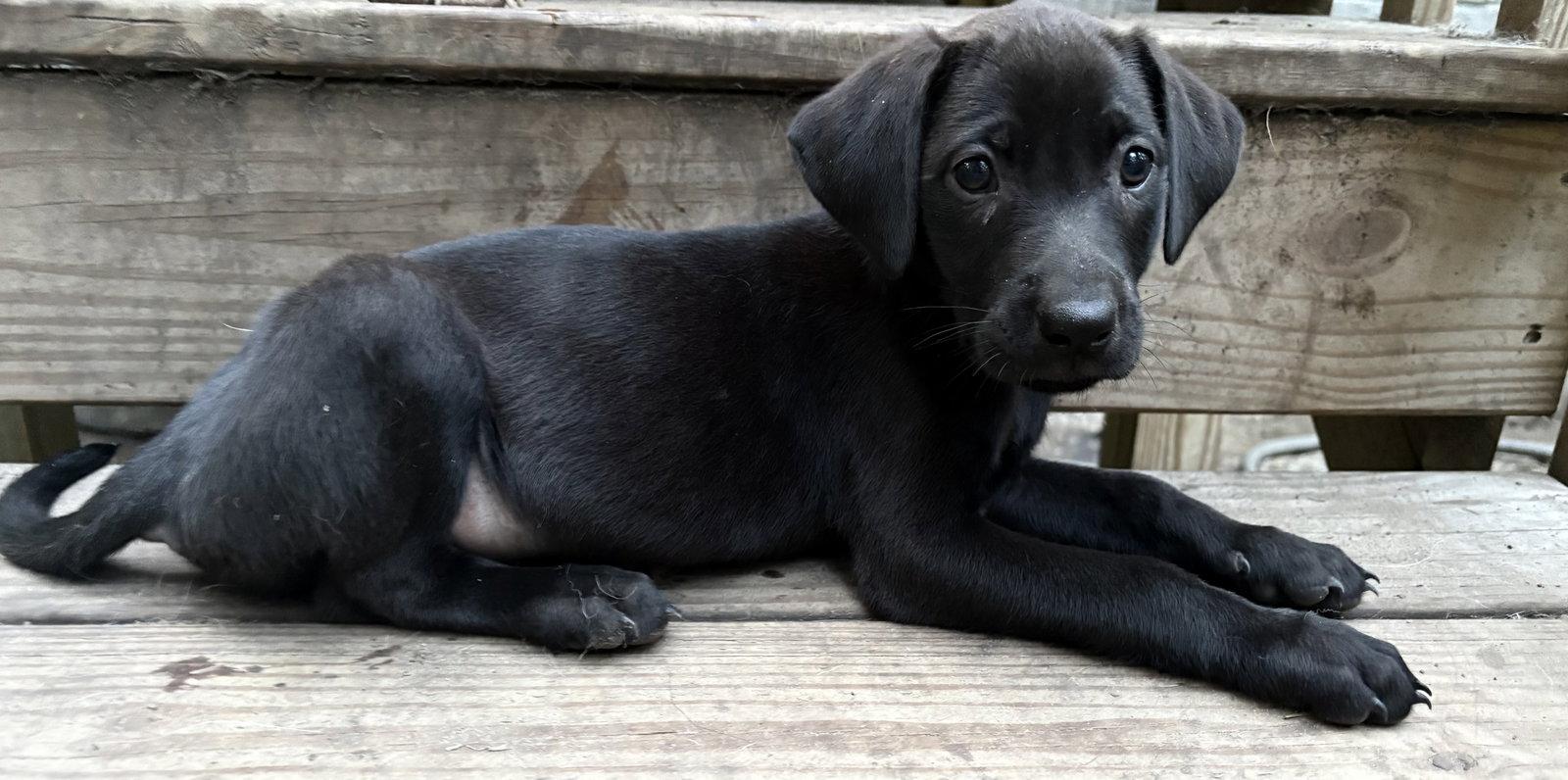 Bambi, a Adoptable Labrador Retriever in Mount Pleasant, SC image 1/2