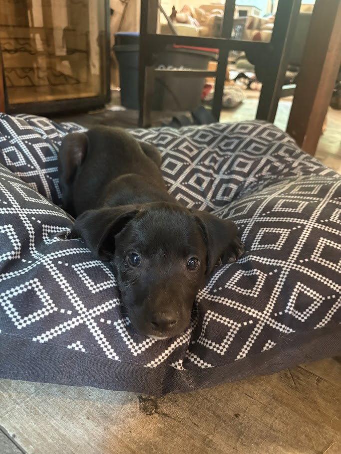Bambi, a Adoptable Labrador Retriever in Mount Pleasant, SC image 2/2