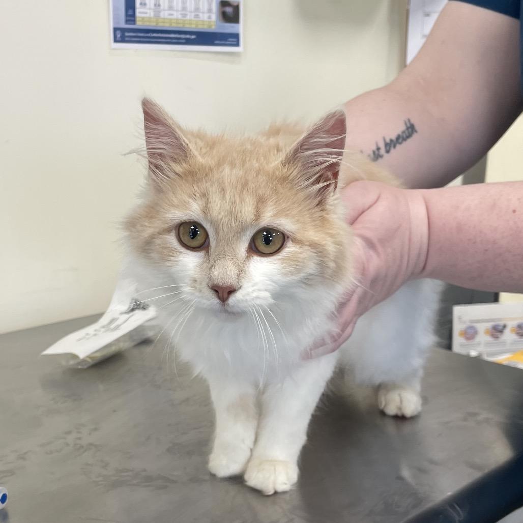 Enlarge Butterfinger, a Adoptable mixed breed in Galax, VA image 1/1