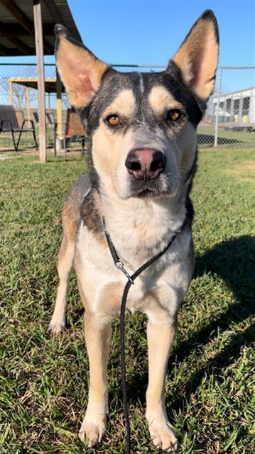 Enlarge CASH, a Adoptable mixed breed in Rosenberg, TX image 1/1
