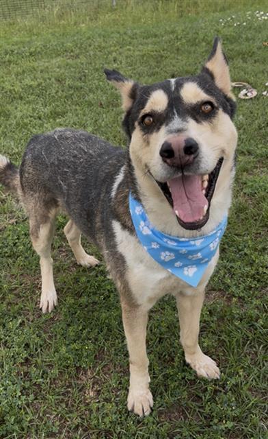 CASH, Adoptable, Adult Male Husky & German Shepherd Dog.